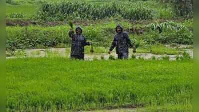 Maharashtra 5% short of kharif sowing target; maize & pulses acreage drops