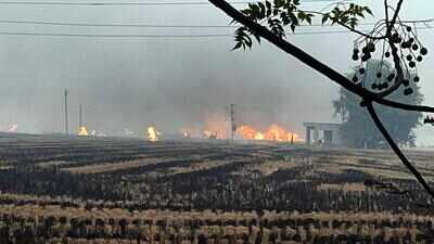 Stubble burning reduced by 86% from 2023 to 25: Mann