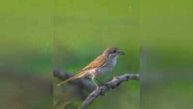 Rare red-backed shrike spotted in Jhajjar, first documented record in Haryana
