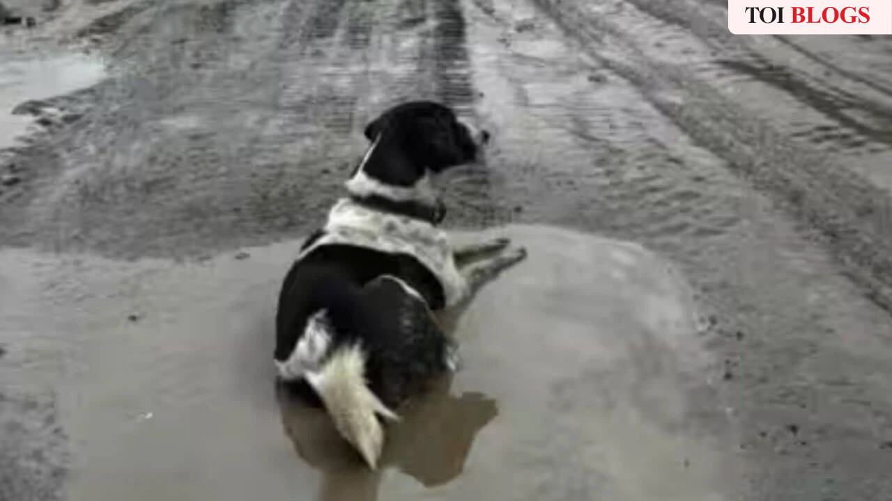 Ask The Dog