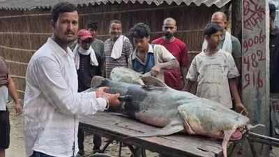 Mystery fish in Bihar floodwaters after Nepal floods? Why experts urge caution