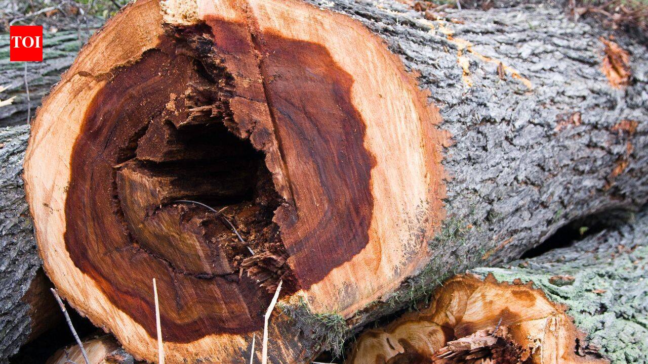 Scientists infect 6,000 young elms in bold bid to bring iconic trees back