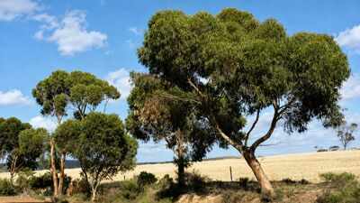 Australia planted eucalyptus trees to fight rising soil salinity; decades later scientists found the plantations were changing groundwater but not the soil nature