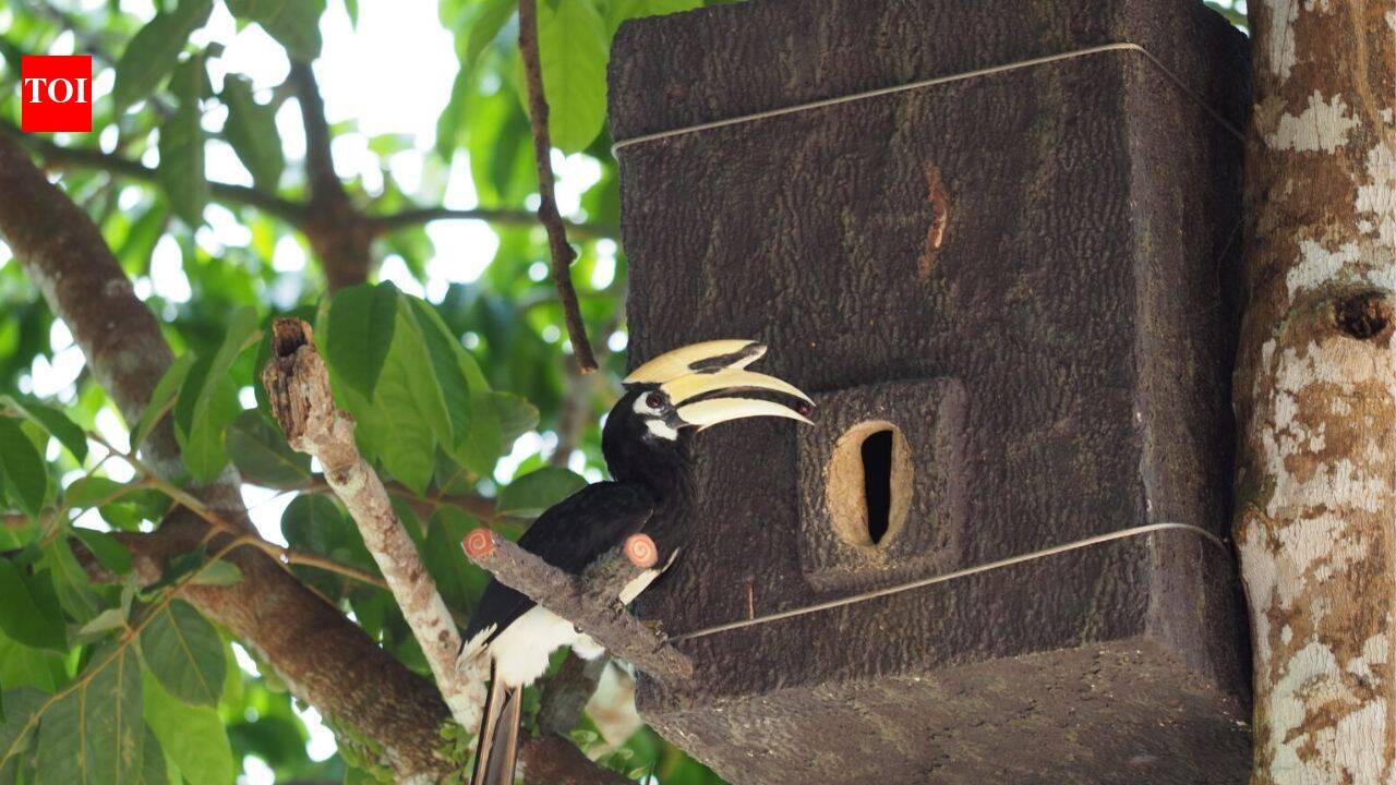 Meet a 17-year-old Thai student who built artificial hornbill nests from plastic