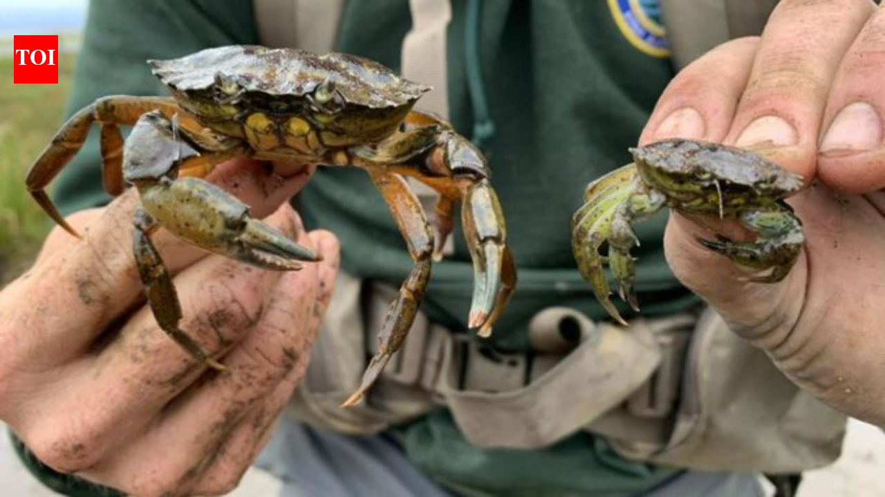 New England is battling invasive green crabs by eating the destructive species in fancy dishes