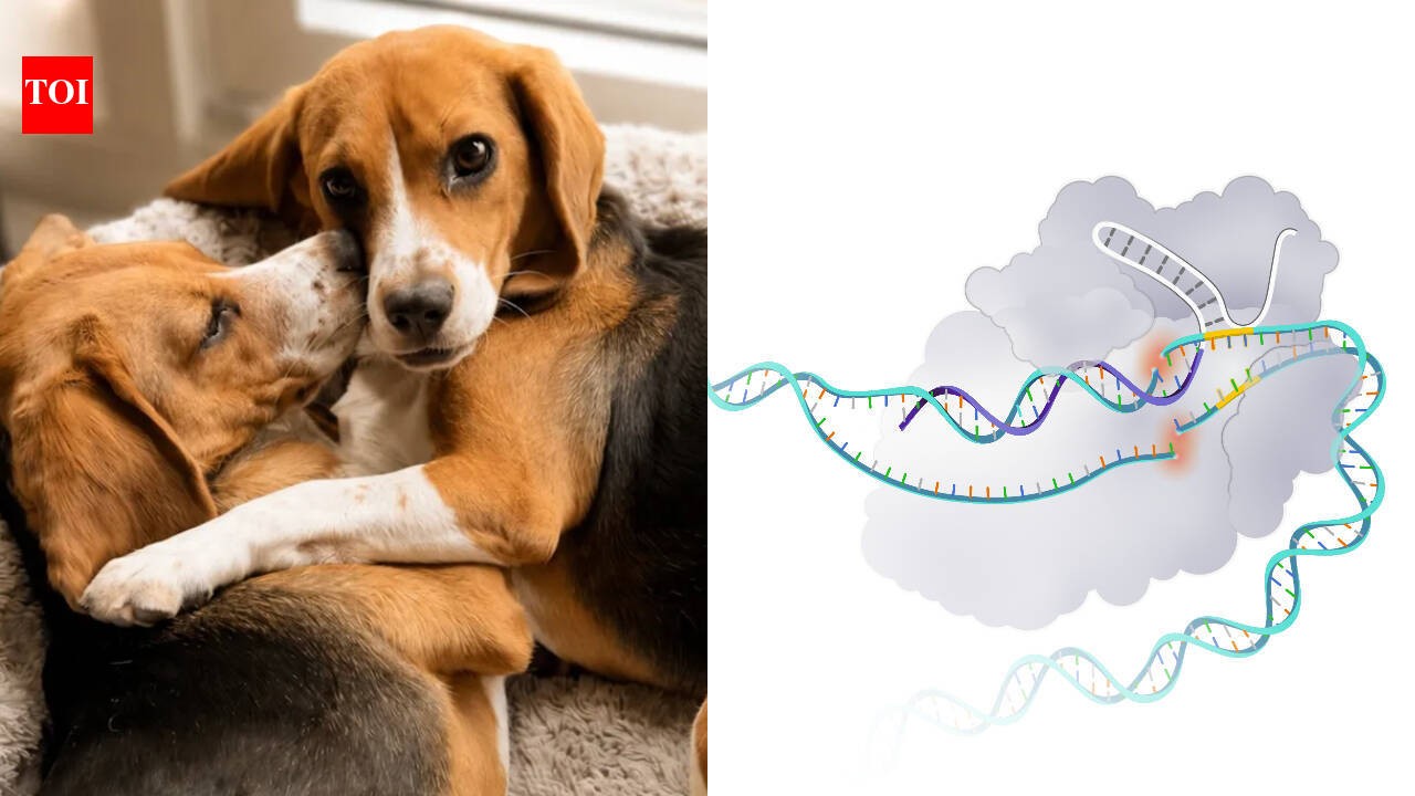 Researchers edit beagle embryos to remove a major dog allergen