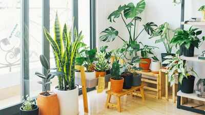 15 houseplants linked to cleaner indoor air: NASA’s 1989 study put these common plants on the map,  here’s what each one may help remove from your home