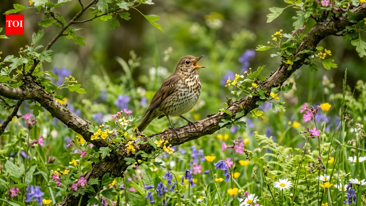 Why do some birdsongs sound better? Study links it to pitch and complexity