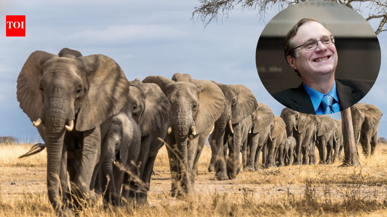 Paul Allen spent $7 million counting Africa's elephants; 30% had vanished