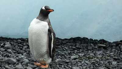 DNA study reveals gentoo penguins are four species, with a new species found on the Kerguelen Islands and climate risks by 2050