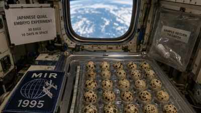 In 1995, Nasa sent 30 fertilised Japanese quail eggs to the Mir space station for 16 days; abnormalities developed in more than four times as many embryos as compared with the Earth ones