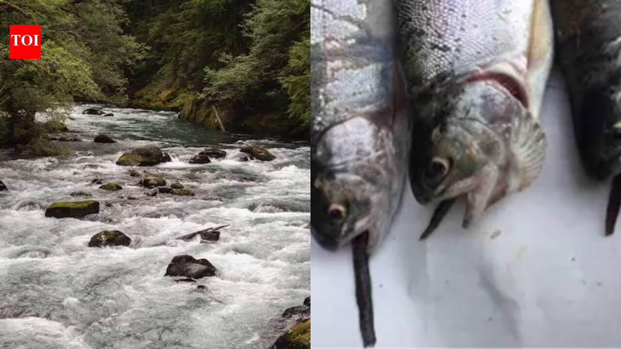 Mount Rainier’s fish-stocking legacy threatens native aquatic species