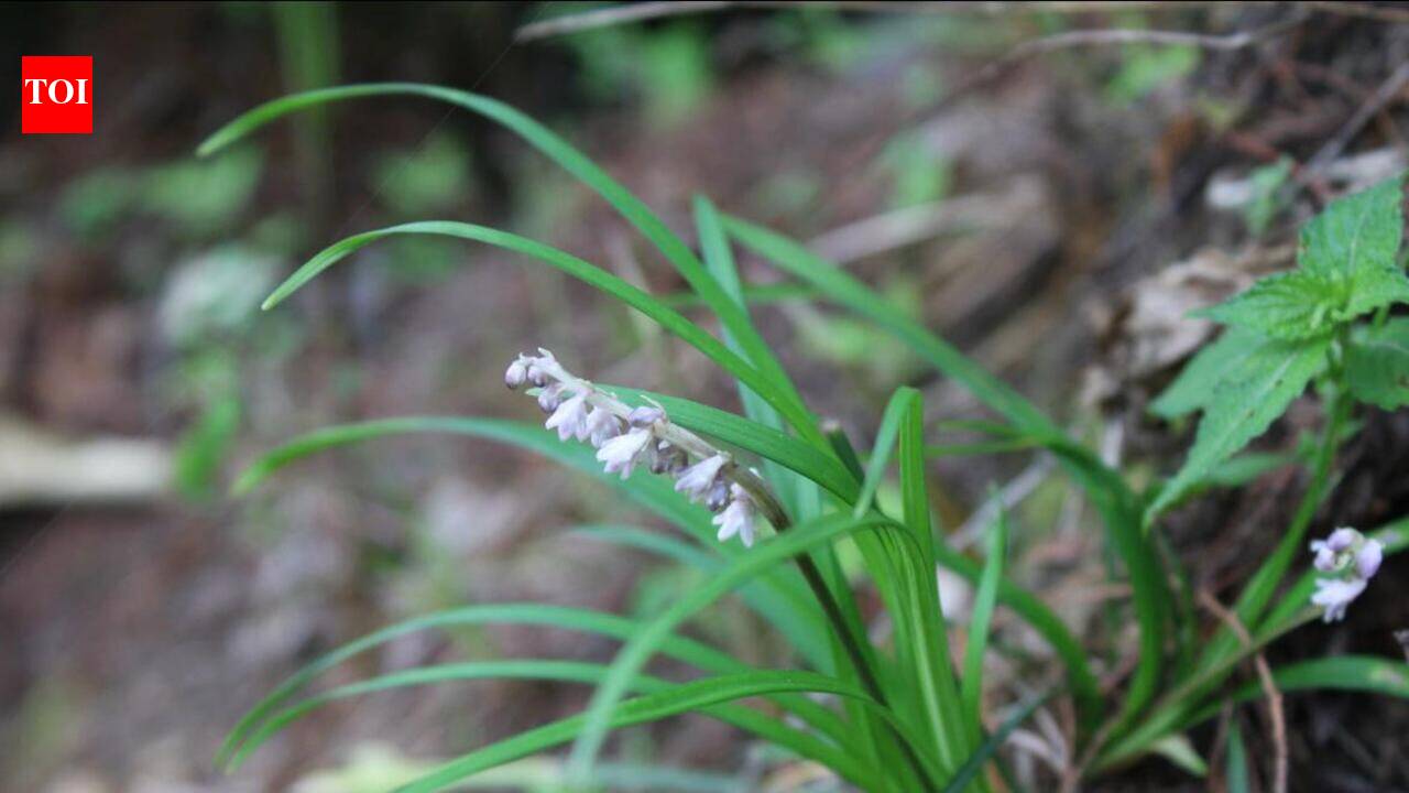 Himalayan discovery: Ophiopogon japonicus recorded 1st time in India
