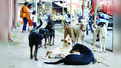 HC directs Centre to submit Goa’s 2025 stray dog census data