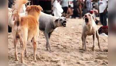 Goa saw 53 dog-bite cases every day till mid Aug
