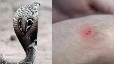 Snakebite deaths expose Tamil Nadu’s rural health gaps