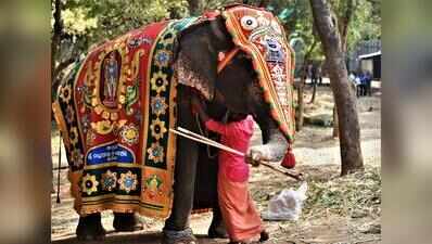 No bar for TN temples to acquire elephants, rules Madras HC