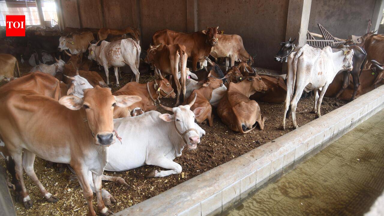 56% Cattle Sheds In Nagpur Operating Without Permits, RTI Reveals