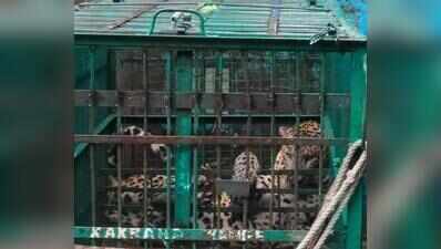 Leopard suspected in Bahraich man’s death captured within 24 hours
