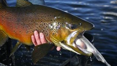 In 2003, crews began removing non-native fish from the Grand Canyon; by 2006 rainbow trout’s share of the catch had fallen from about 90% to under 10%