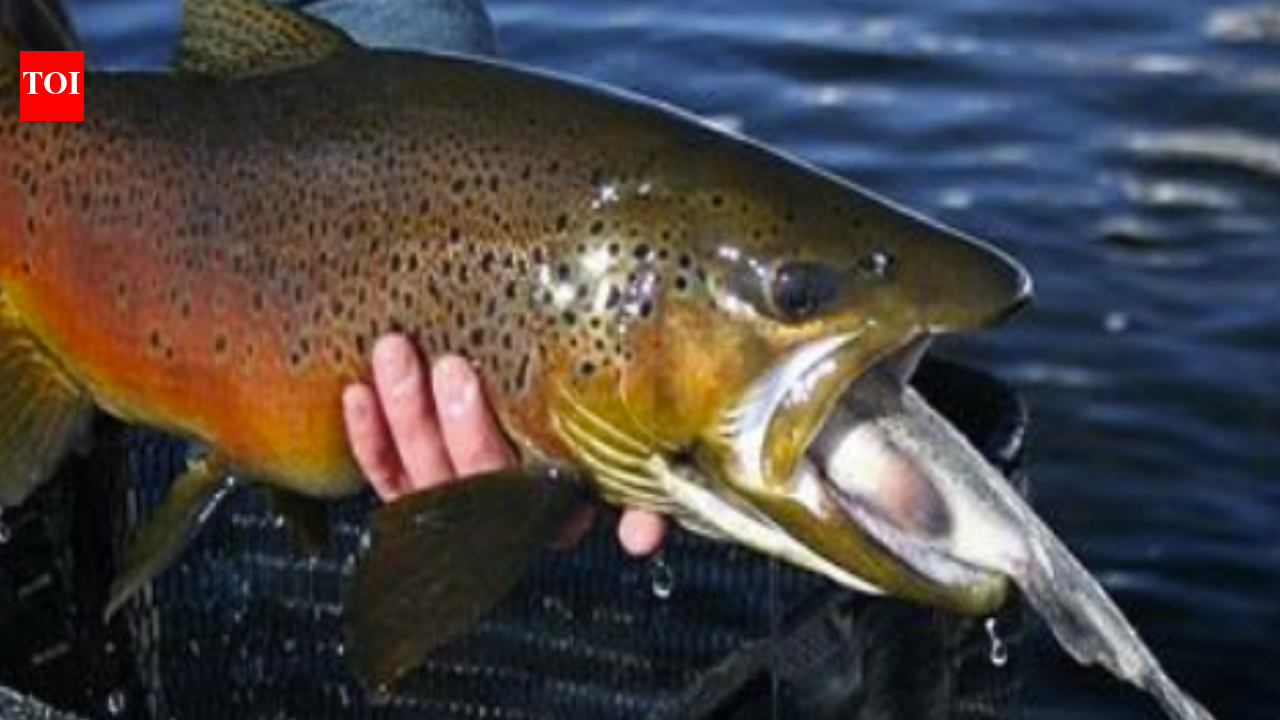 Fish Removal Reshapes River: Experiment slashed trout, lifted native chub; impact still unclear