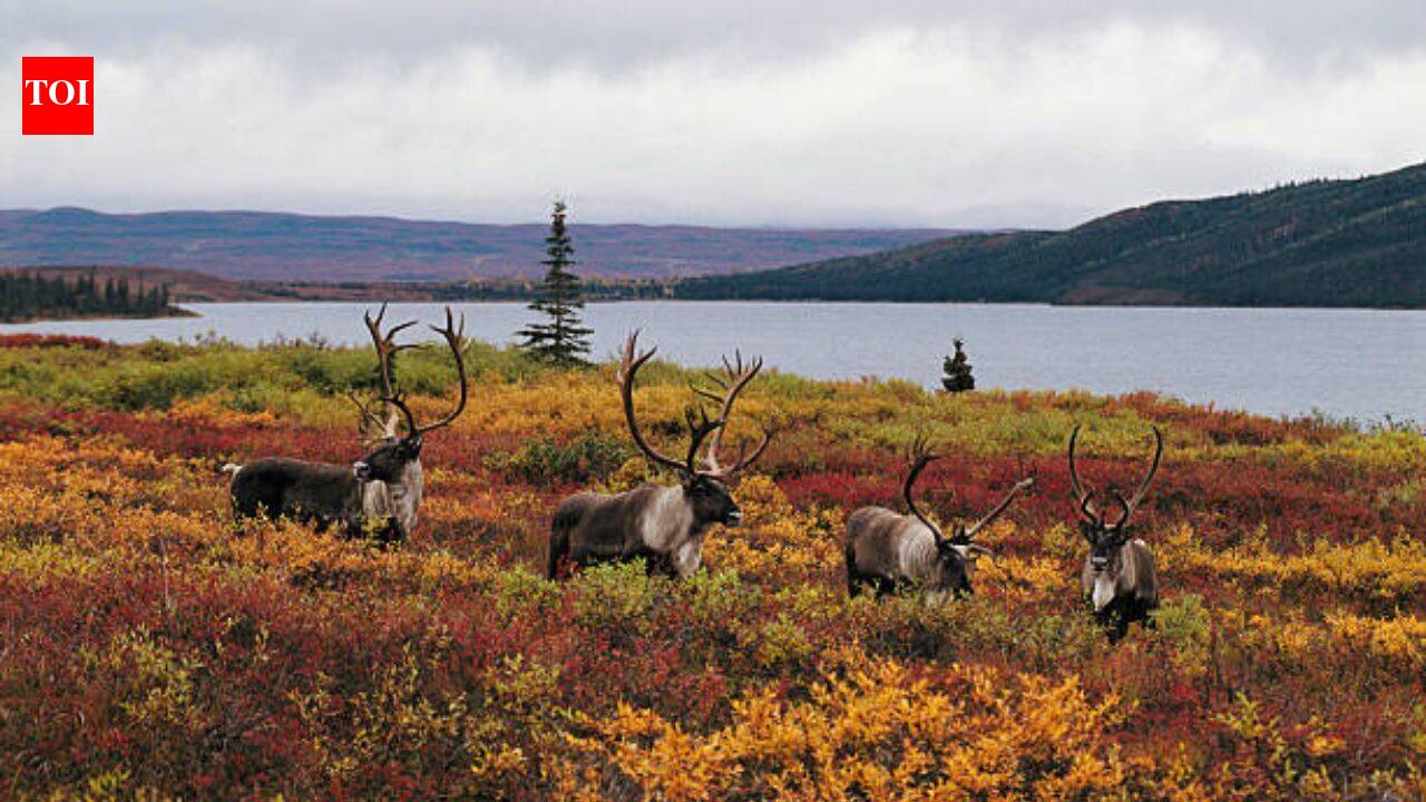 2,800+ wolves killed, $10M spent, yet 15 caribou herds remain at risk: Is British Columbia targeting wrong?