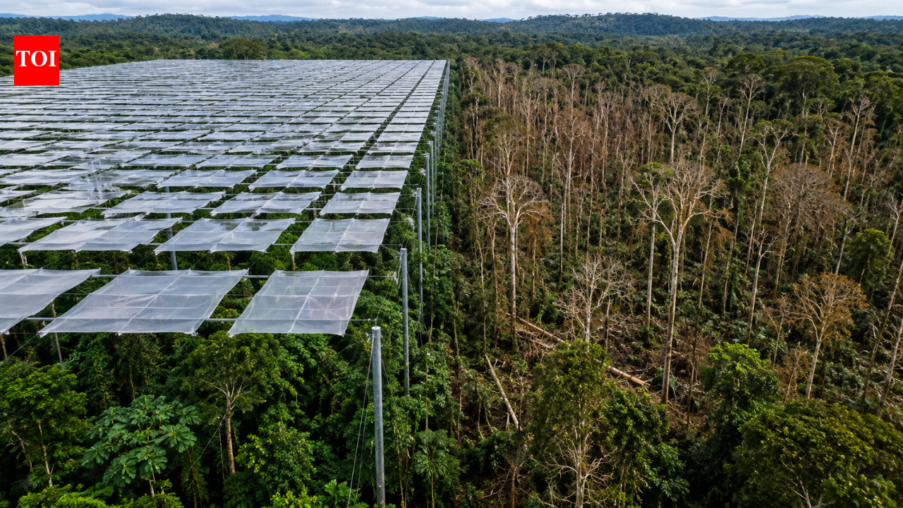 Scientists covered an Amazon plot with 6,000 panels to block rain; biomass fell by a third