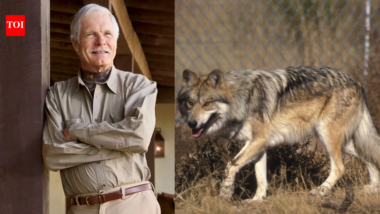 In 1997, Ted Turner opened his New Mexico ranch to endangered Mexican wolves; the facility became a major breeding centre for animals released into the wild
