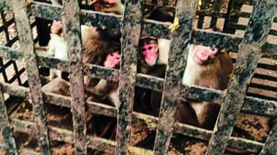 Monkey business ends: 75 primates caught in Malharpeth & relocated