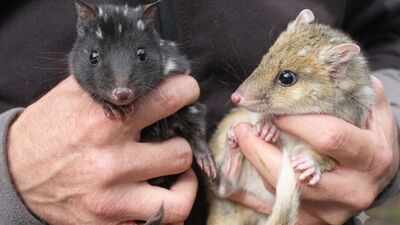 Australia’s endangered eastern quolls have welcomed new joeys; after vanishing from the mainland for 60 years, the species is now breeding again in a rare conservation comeback