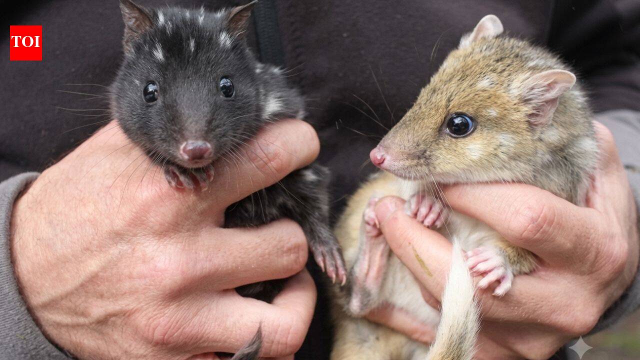 Australia’s endangered eastern quolls welcome new joeys; after vanishing from mainland for 60 years