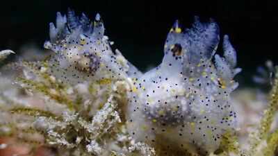 Meet Ho-Yeung Chan, the student who accidentally discovered a new sea slug smaller than a grain of rice
