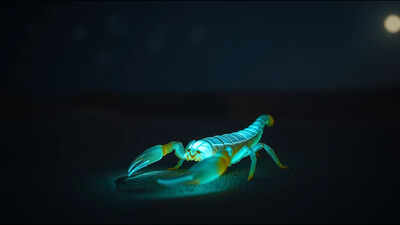 In 1945, an Arizona professor started hunting glowing scorpions at night; decades later his laboratory had become a major centre for venom research