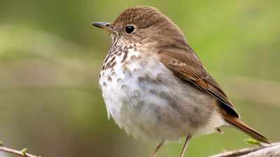 Scientists played artificial traffic noise in songbird territories; the birds became less aggressive when rivals appeared