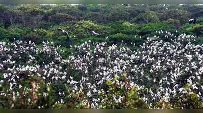 3-day monsoon bird census starts in Bhitarkanika