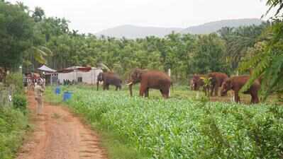 Garhwa man out to collect wild mushrooms trampled to death by elephant
