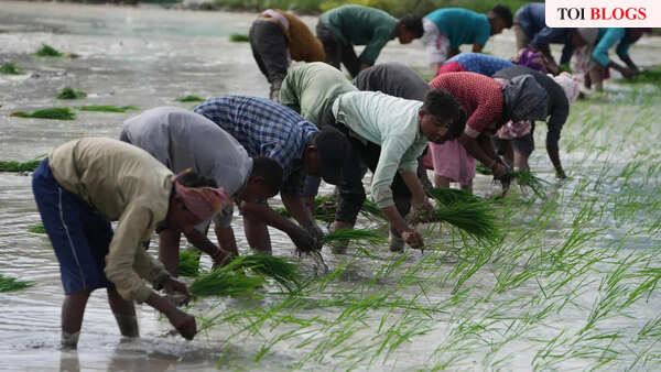 Role circular economy can play in converting agricultural waste to wealth in India