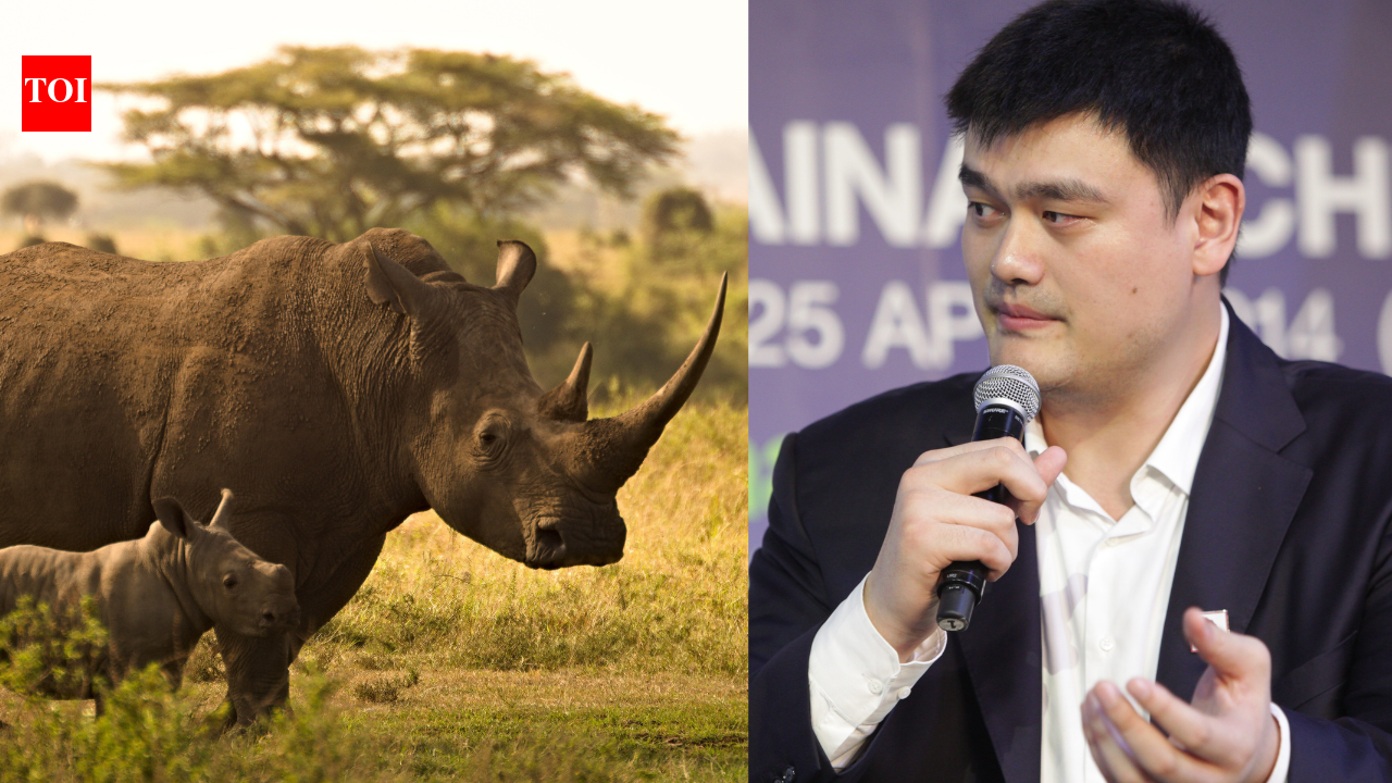 Yao Ming’s wildlife mission began after seeing elephants killed for ivory