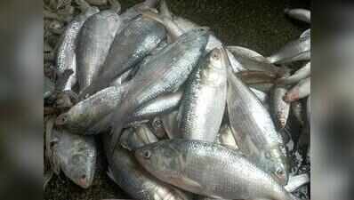 Elderly woman makes off with 1.5 kg hilsa from fish market