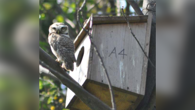 Home tweet home: PAU builds high-rises for Punjab’s shrinking bird life