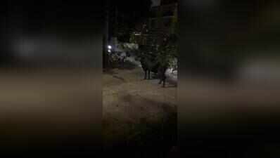 Stray cattle at Manapakkam residential colony pose risk to pedestrians at night