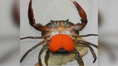 Goa weighs incentives, crab reserve to protect berried mud crabs
