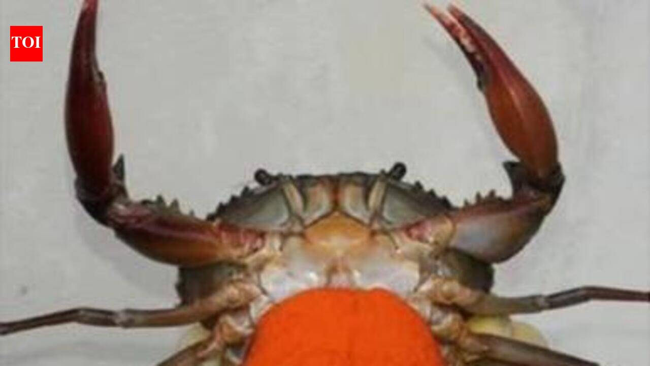 Goa weighs incentives, crab reserve to protect berried mud crabs