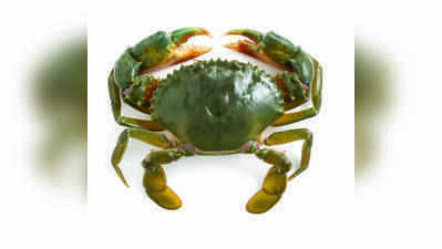 Goa weighs incentives, crab reserve to protect berried mud crabs