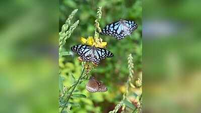 Six Goa colleges join month-long butterfly monitoring drive
