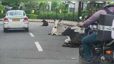 Stray cattle owners may face Rs 11k fine under new crackdown