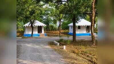 UP eco-tourism shifts focus beyond tigers to habitats, birds and wetlands