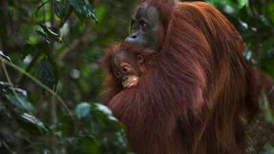 Gold miners have breached a refuge built for rescued orangutans; 14 hectares of Indonesia’s sanctuary damaged in 3 years