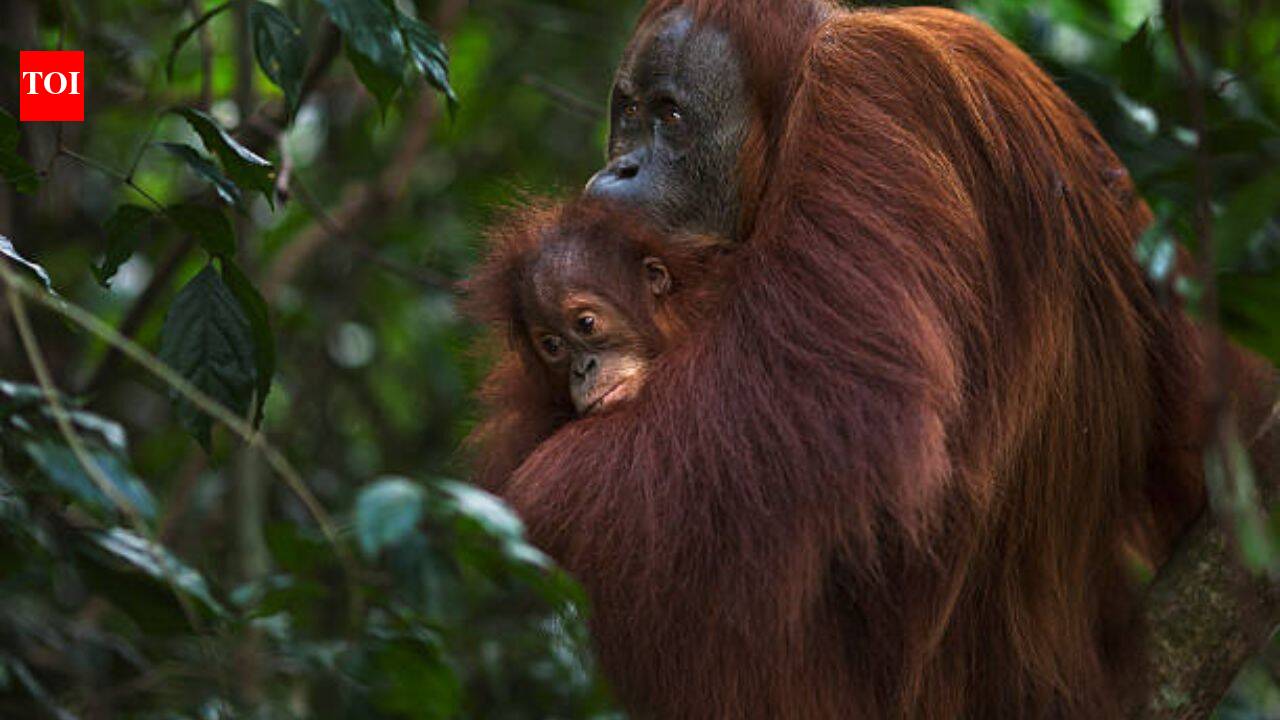 Gold miners breached 14 hectares of Indonesia's orangutan refuge in three years; conservationists want government to intervene