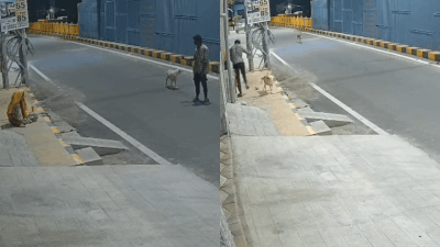 Watch: Stray dogs save mentally ill woman from sexual assault attempt in Coimbatore
